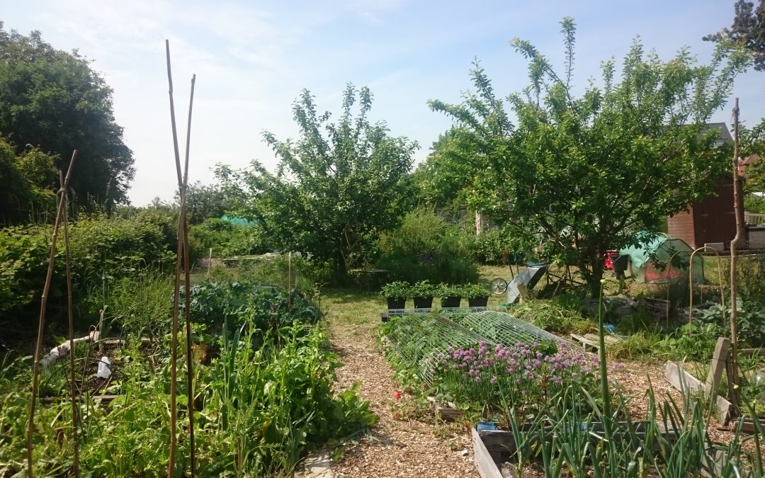 Allotment early summer