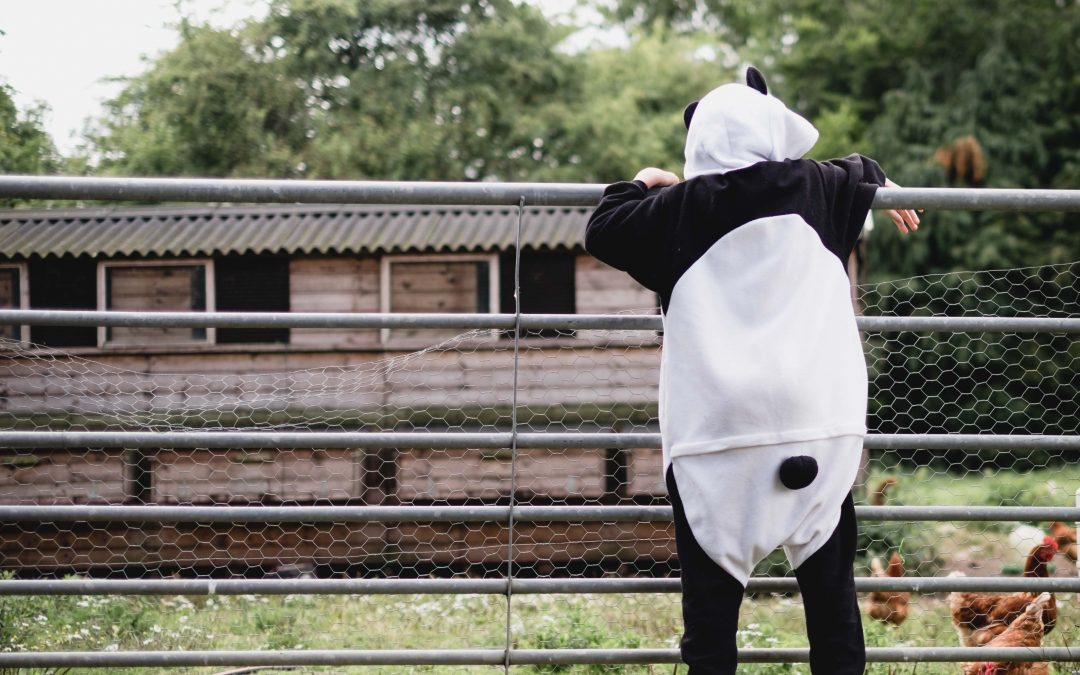 Panda at the farm
